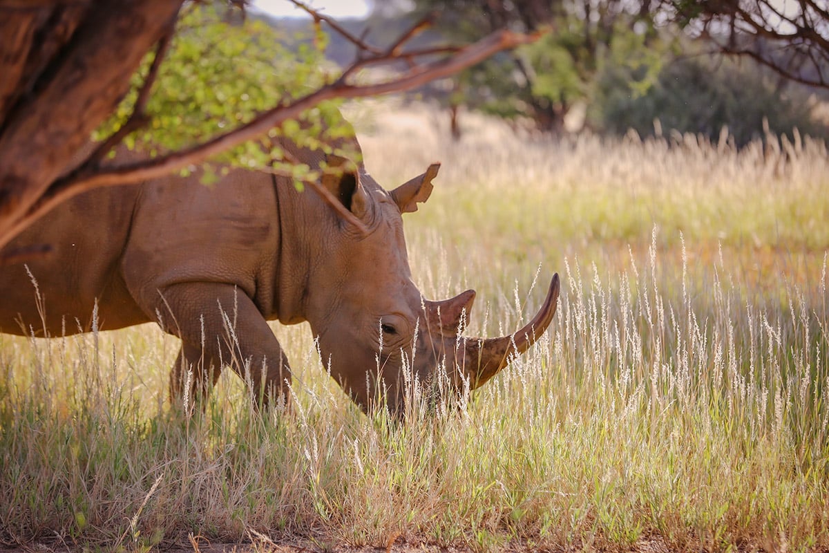 Okapuka Safari Lodge