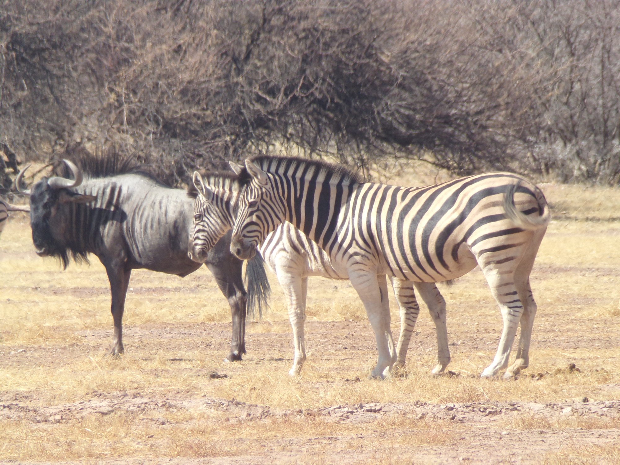 Zebra and Wildebeest, Kalahari, Namibia