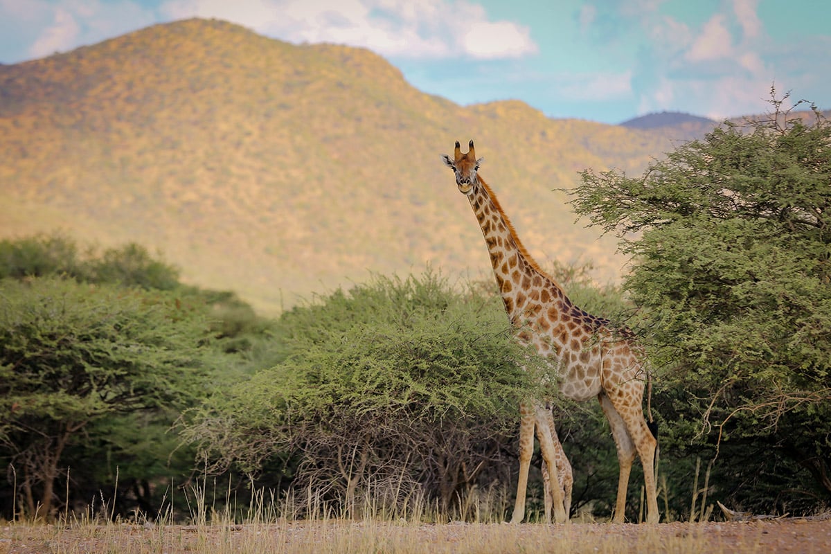 Okapuka Safari Lodge