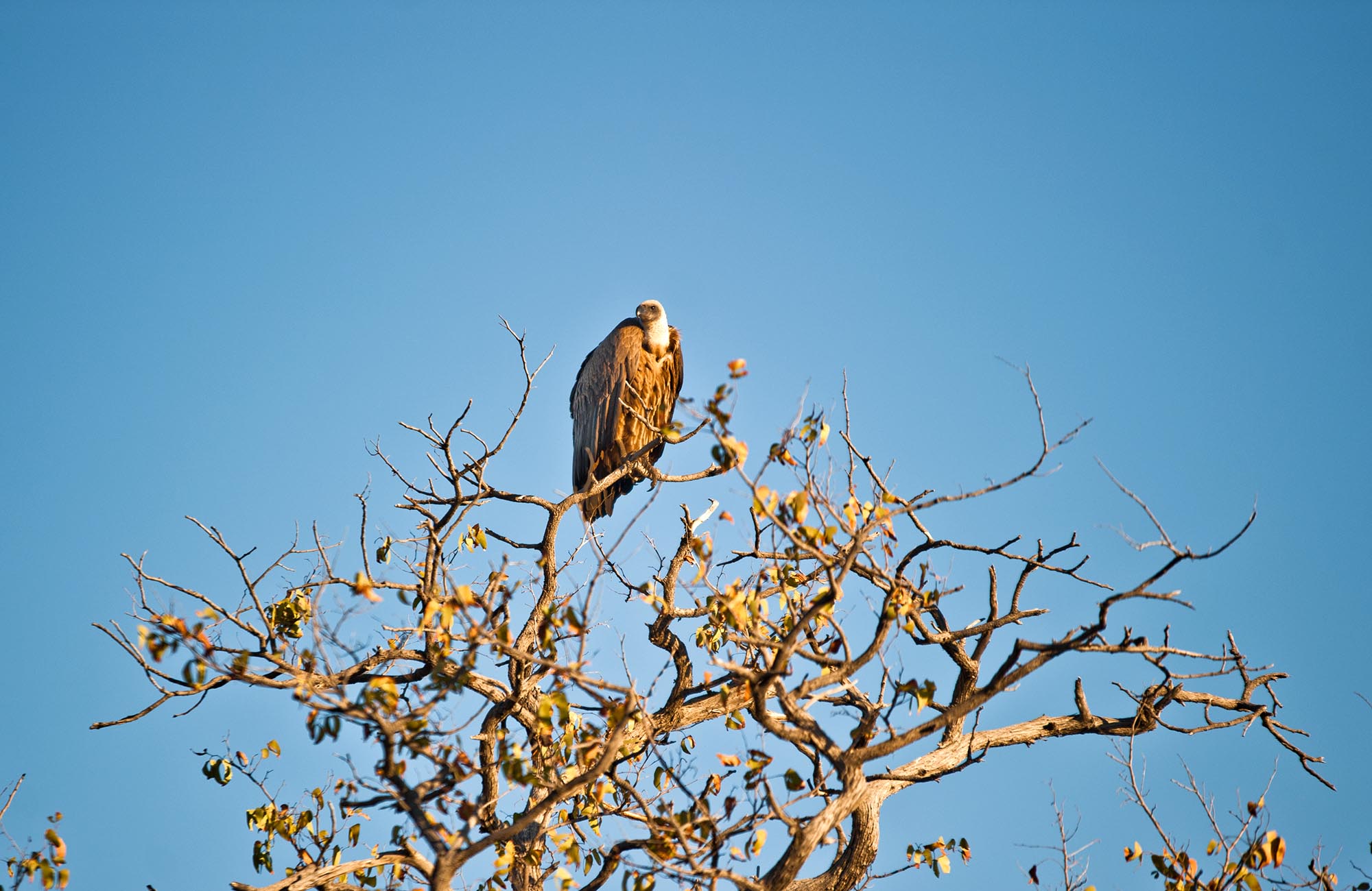 The Ekipa Etosha