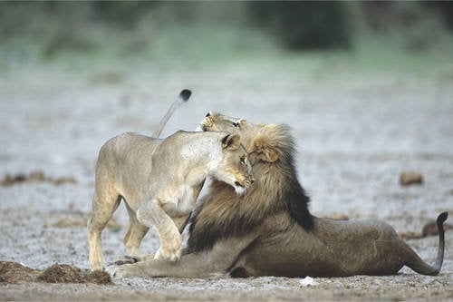 Lion in Etosha, Namibia