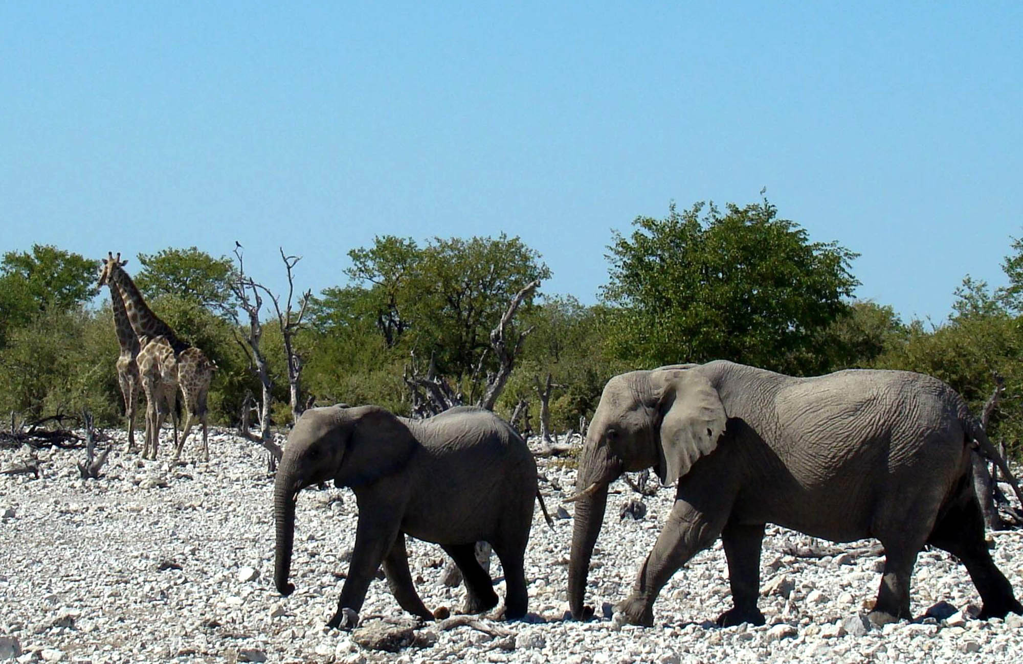 The Ekipa Etosha
