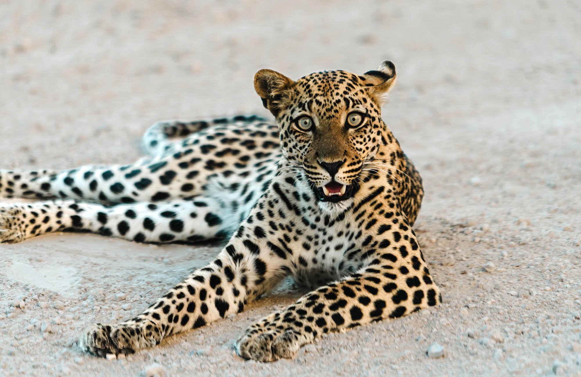 The Ekipa Etosha