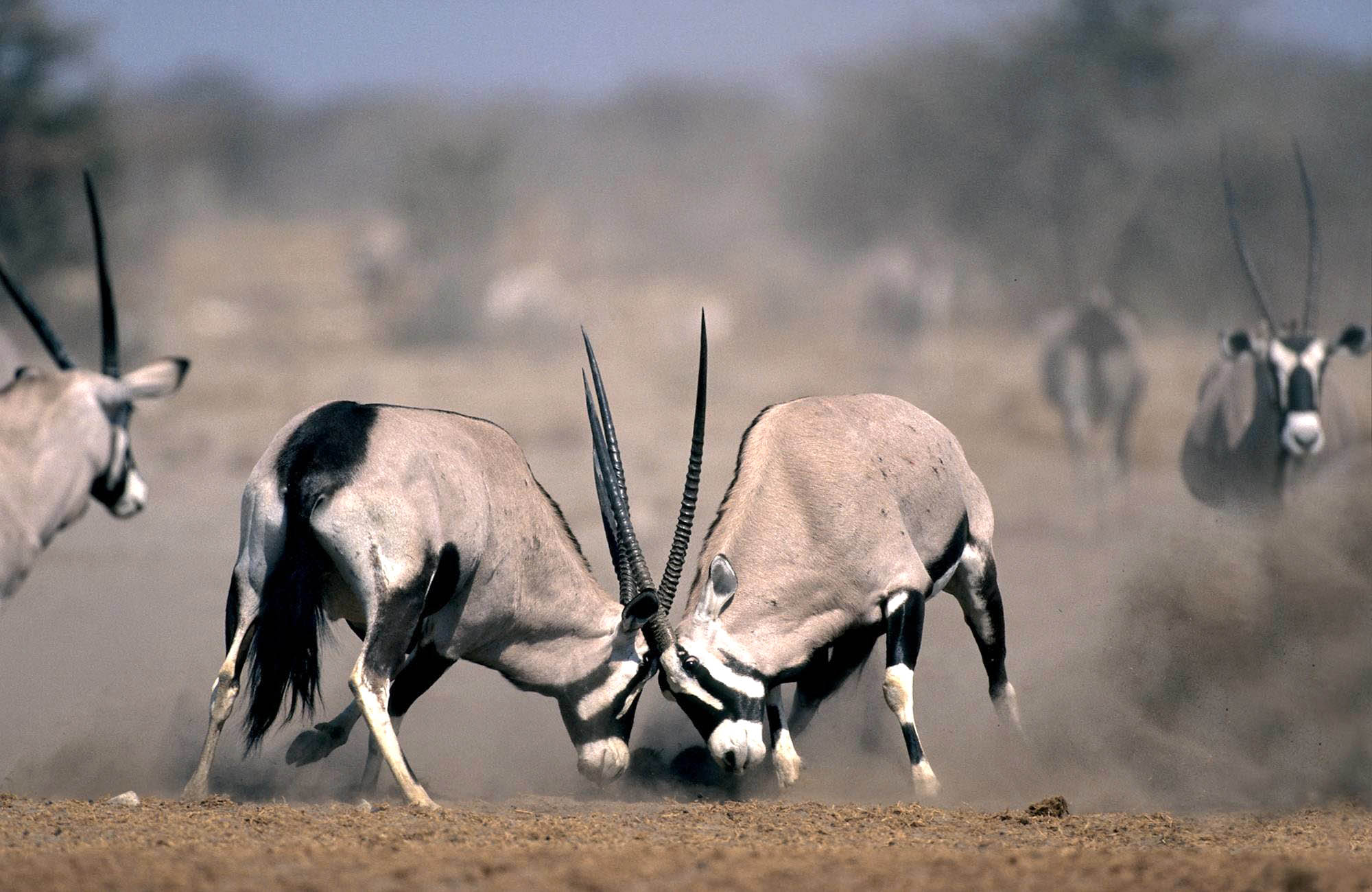 The Ekipa Etosha