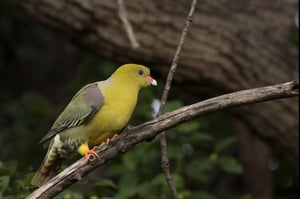 AFRICAN GREEN PIGEON