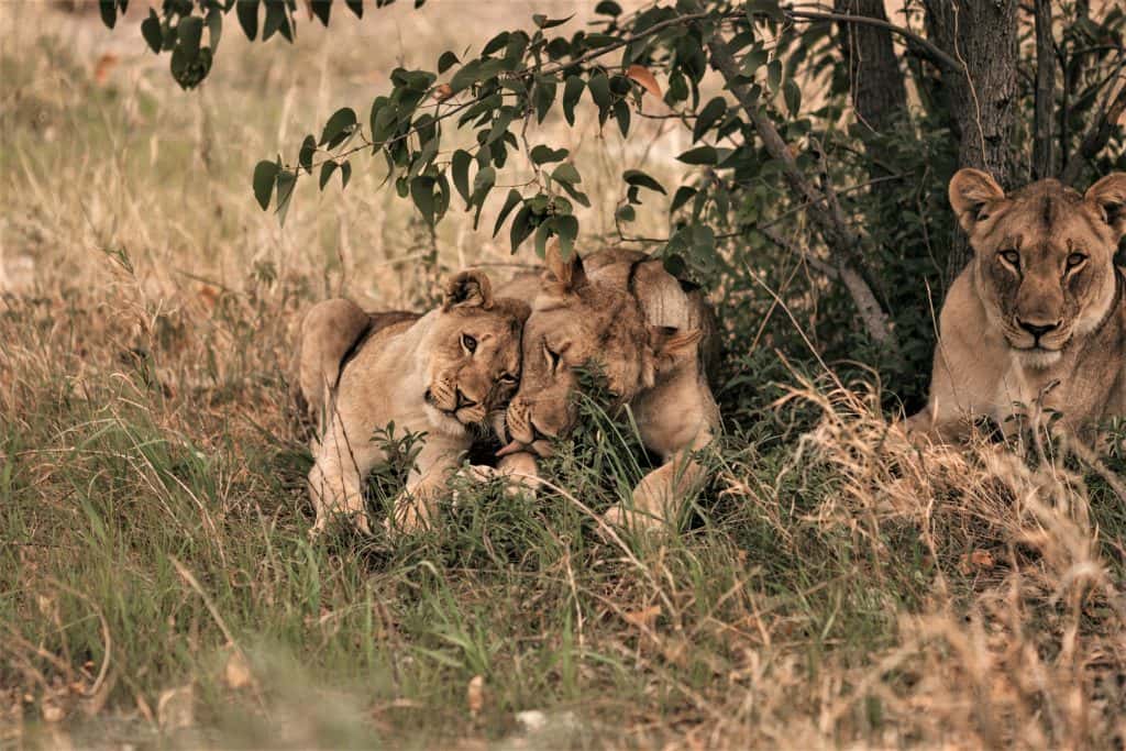 A tale of Ddi-xerreten, a lioness and children in Namibia