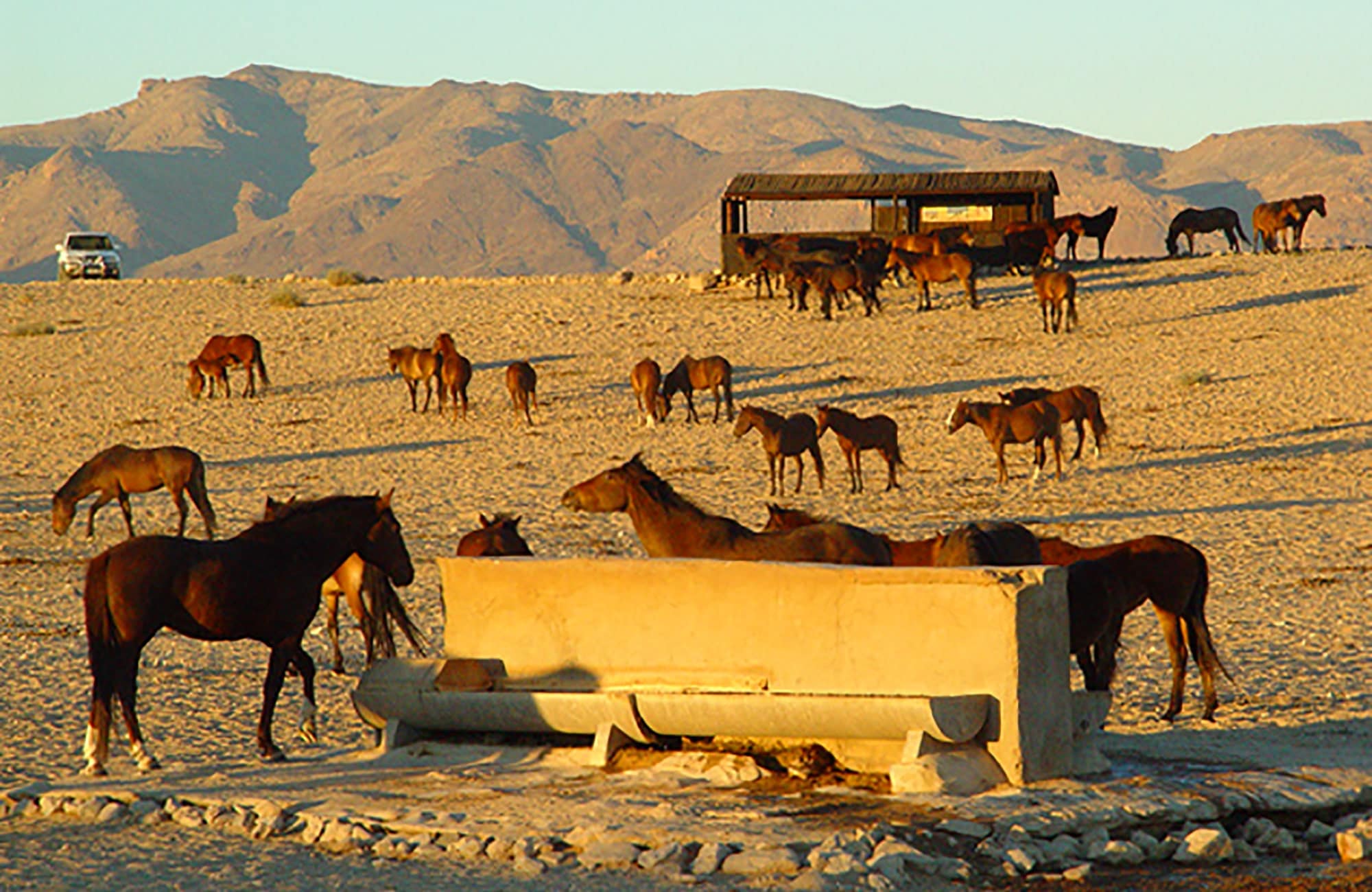 Wild Horse Watching