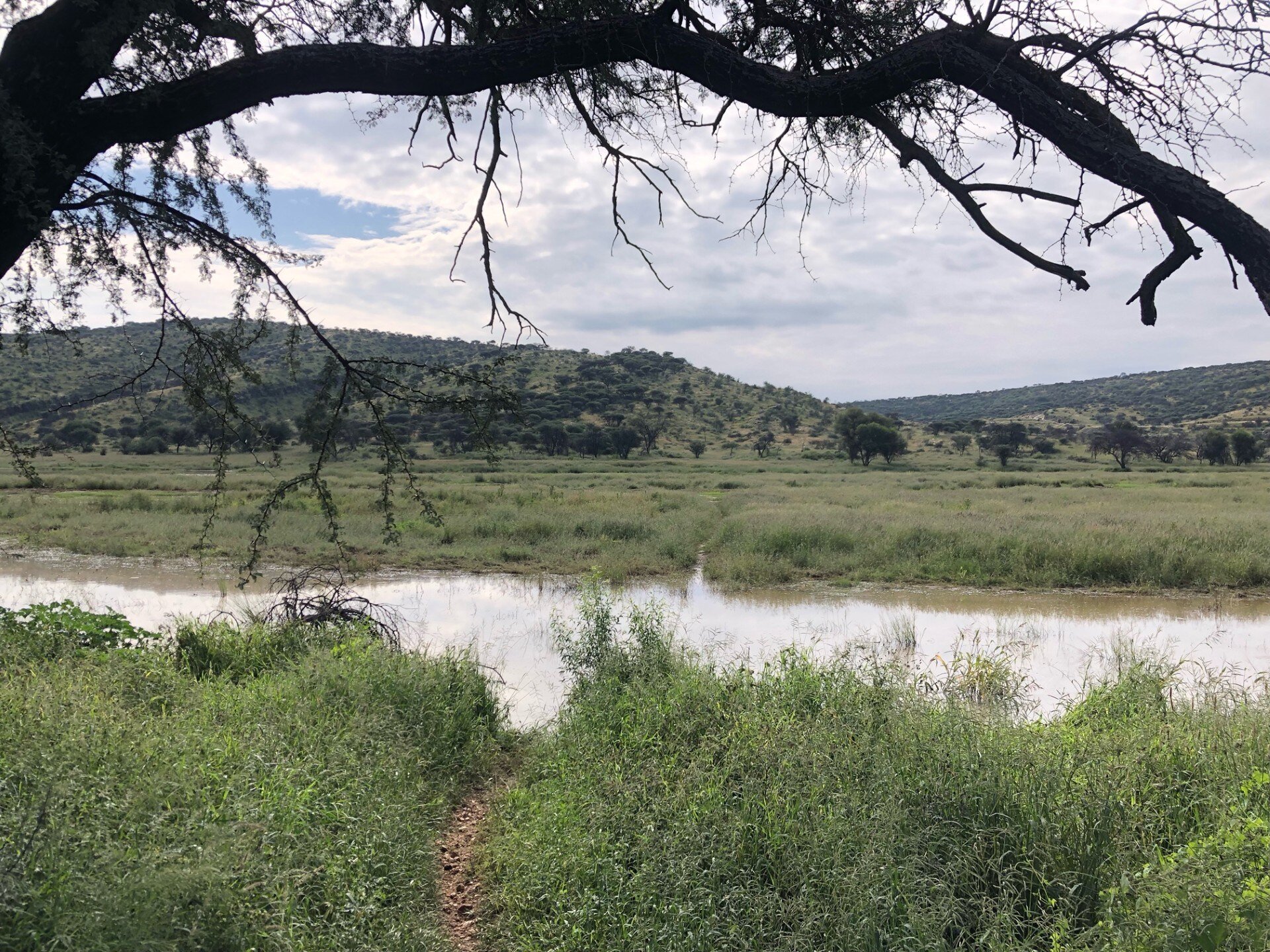 Avis dam in Namibia is full and the grass is standing tall