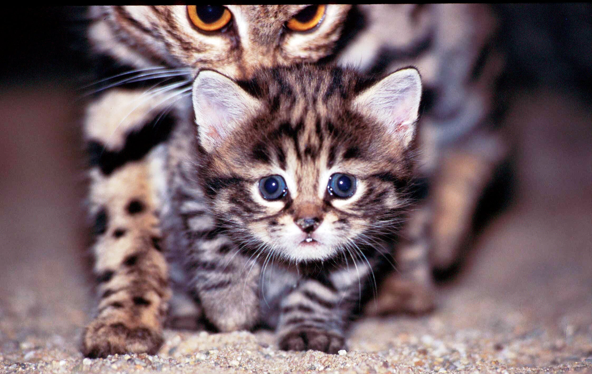 Black-footed Cat in Namibia