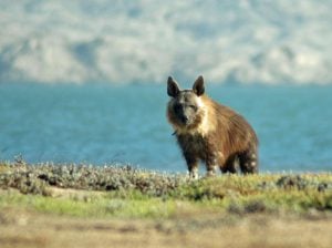 Brown Hyena