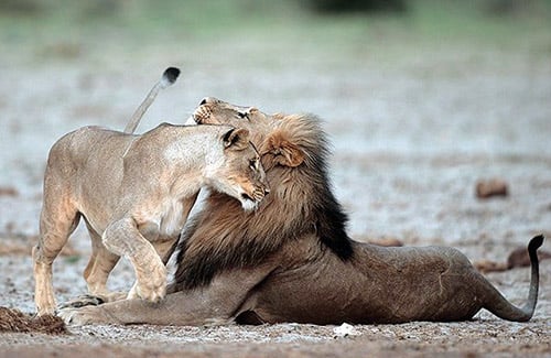 Lions in Etosha, Namibia