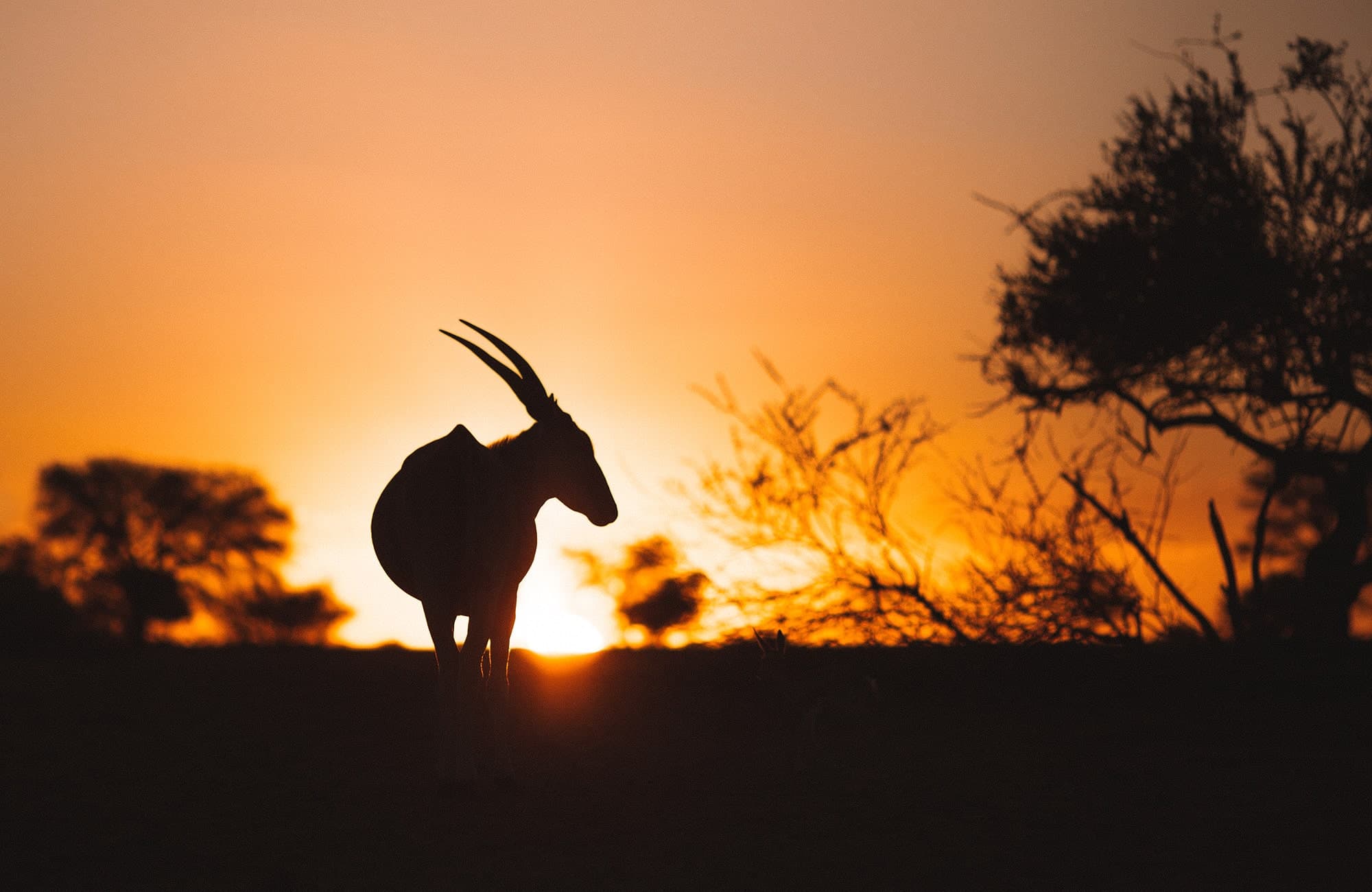 Wildlife at sunrise