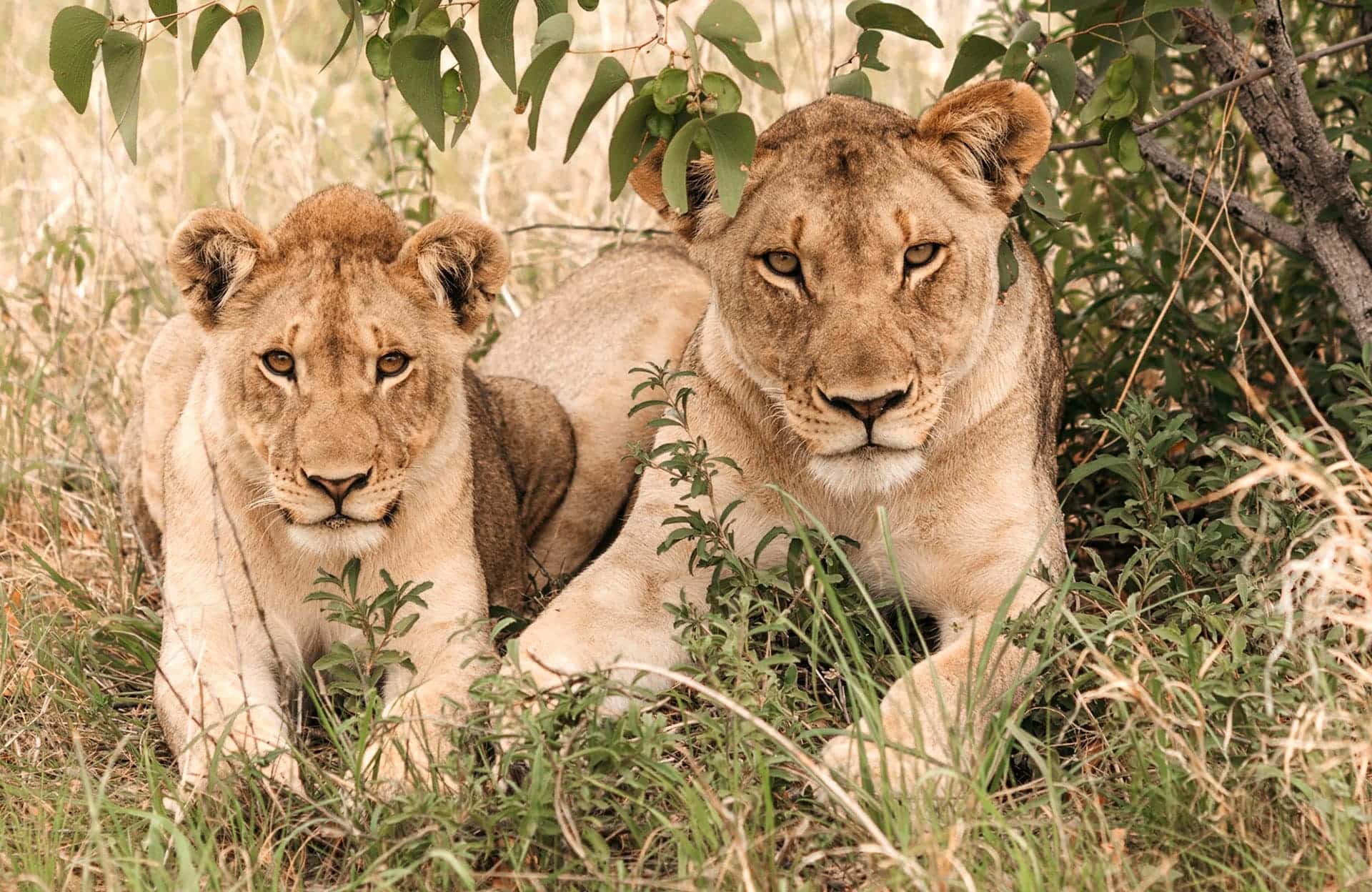 Lion in Etosha, Namibia