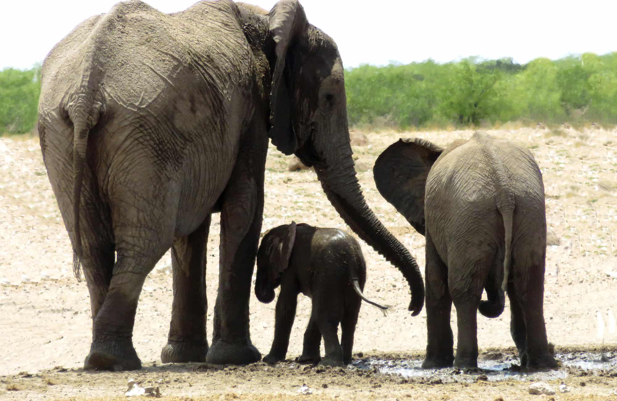 Etosha King Nehale