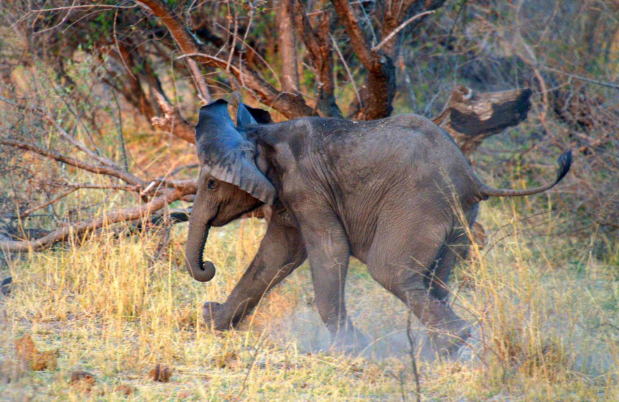 Etosha Safari Camp