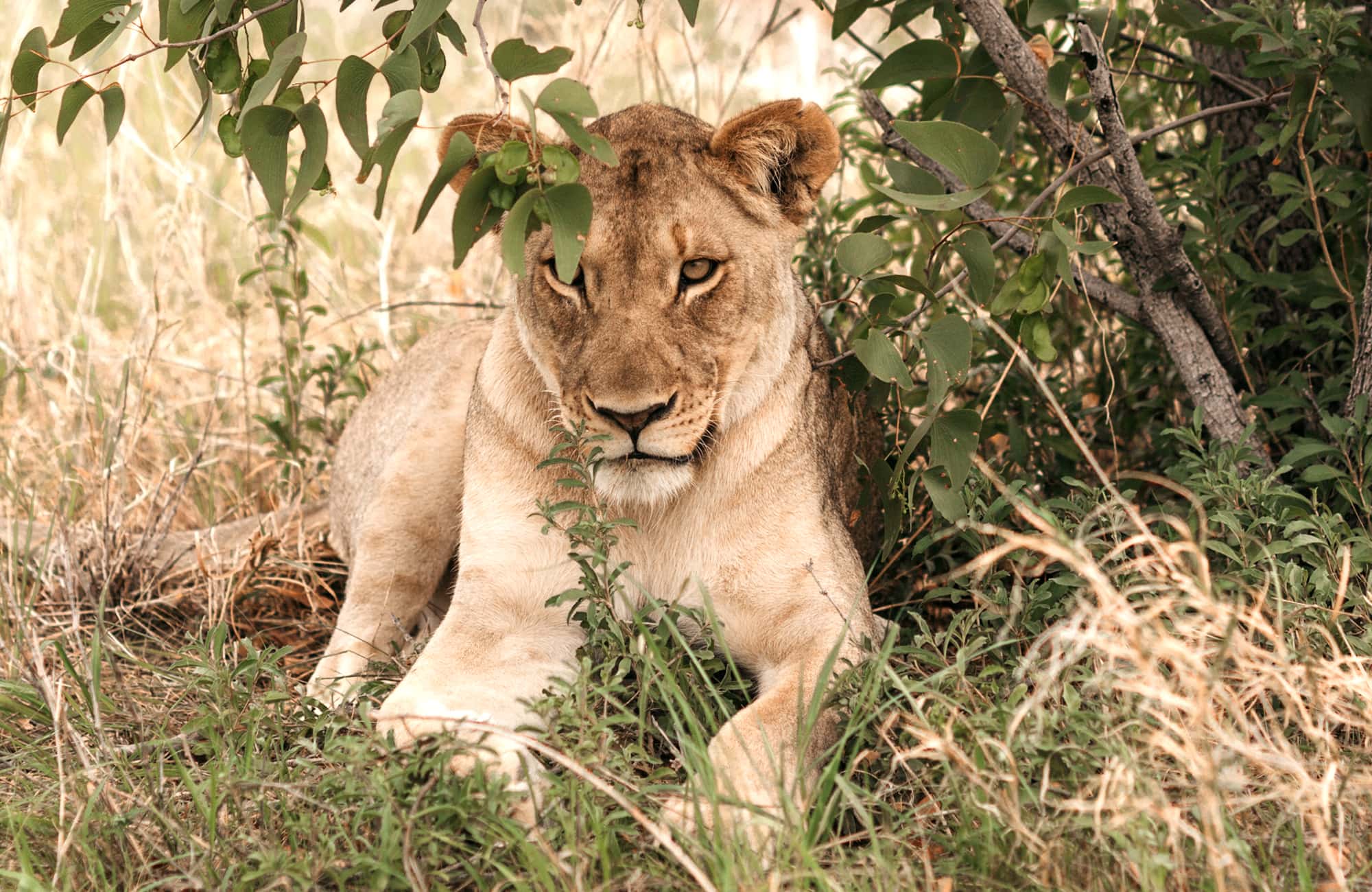 Etosha Safari Camping2go