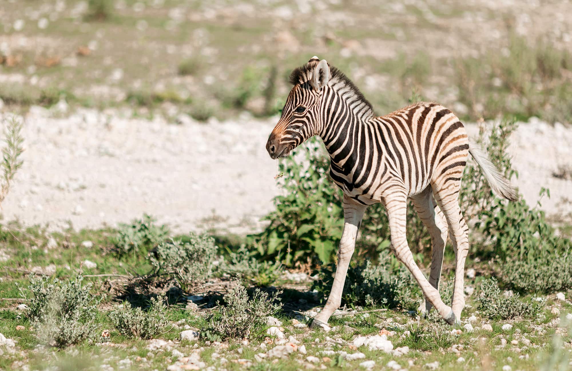Etosha Safari Camping2go