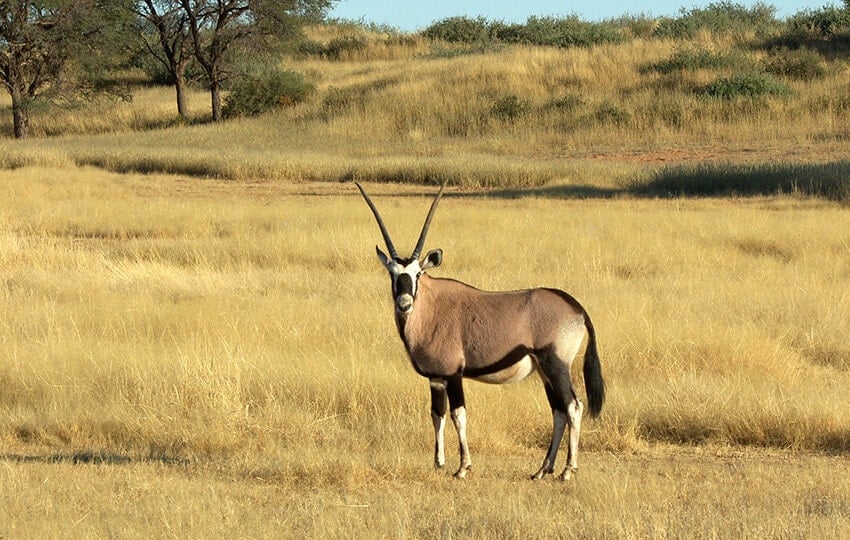  Gkp-Oryx