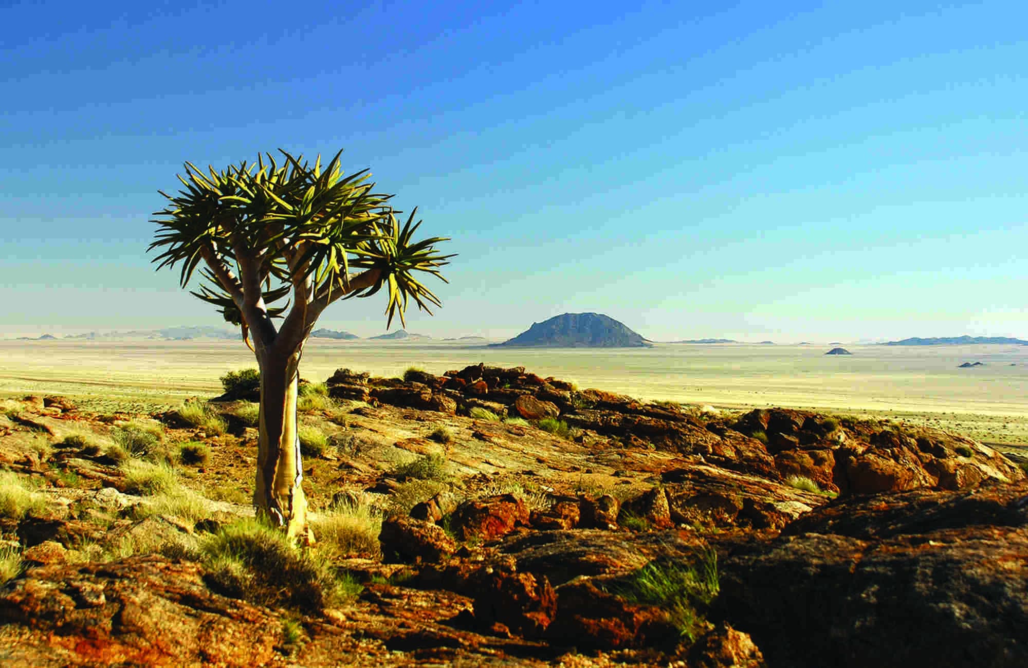 Quiver Tree, Namibia