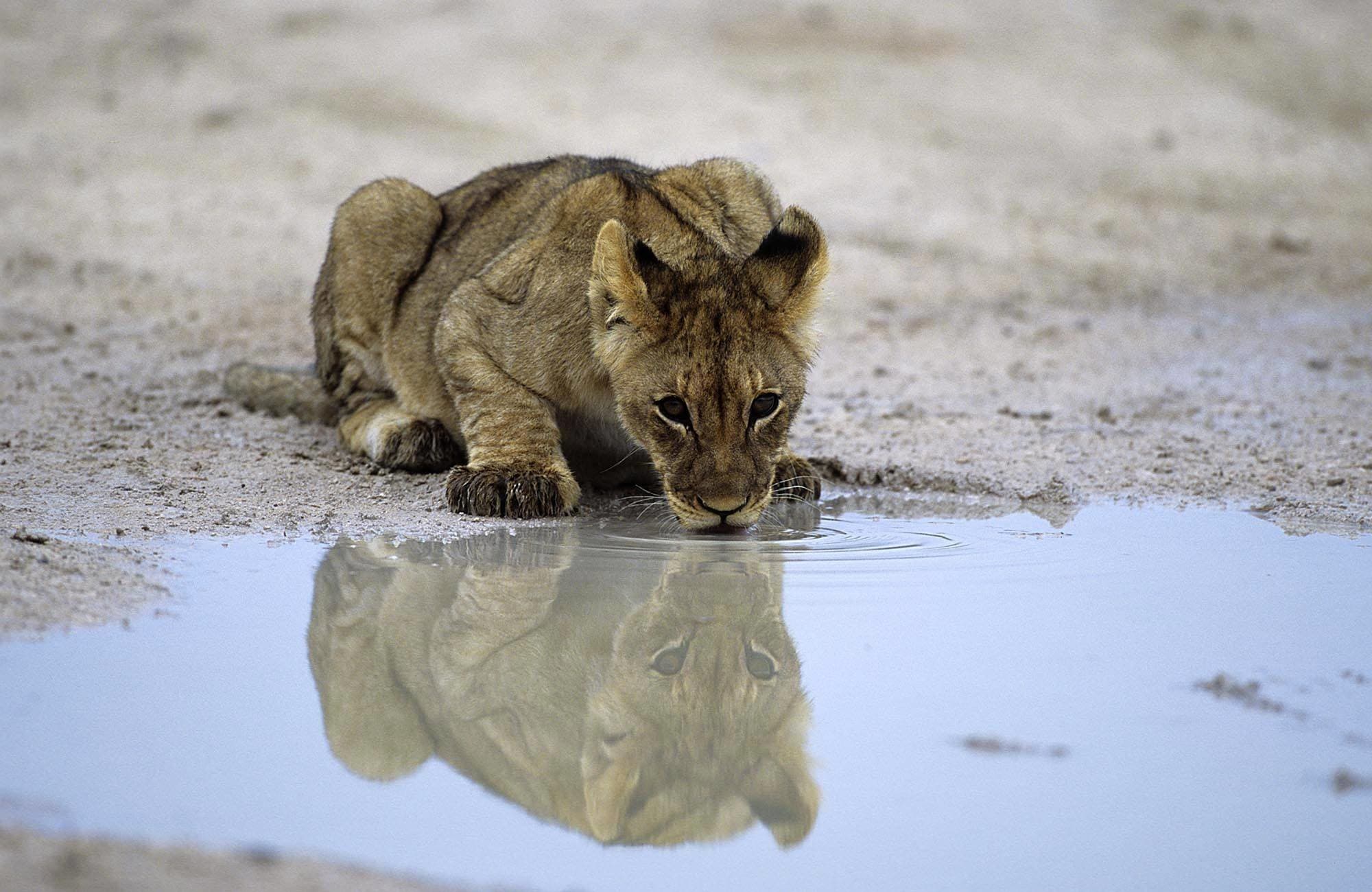 Lion Cub, Etosha waterhole, Namibia
