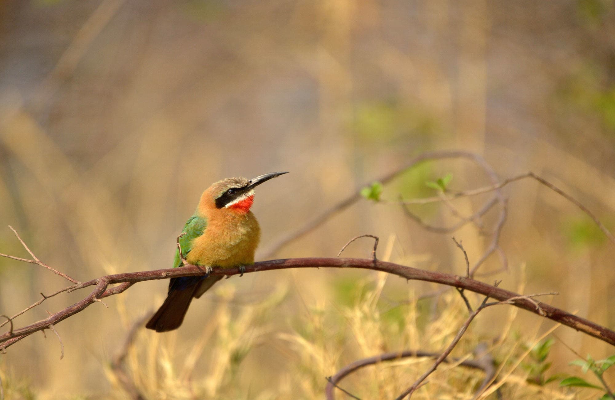 Bird watching activity