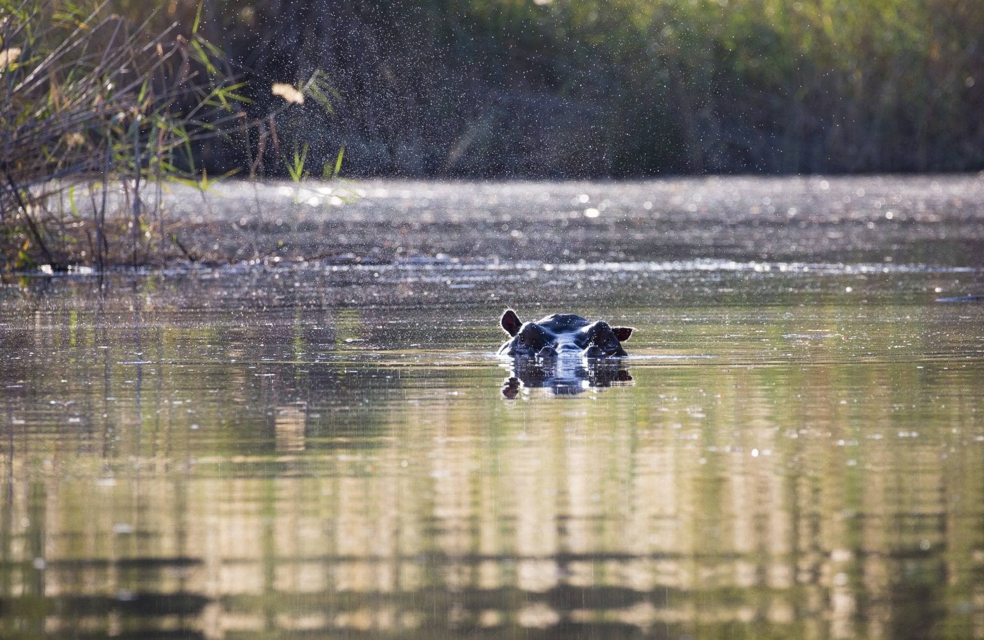 Hippo in Kwando River 