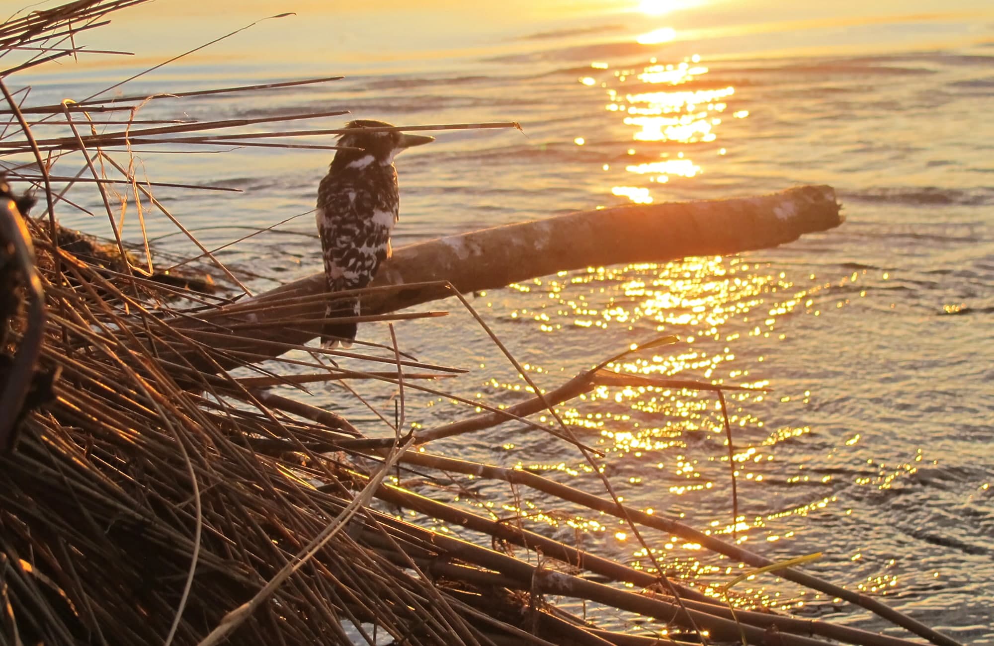 Bird on riverbank