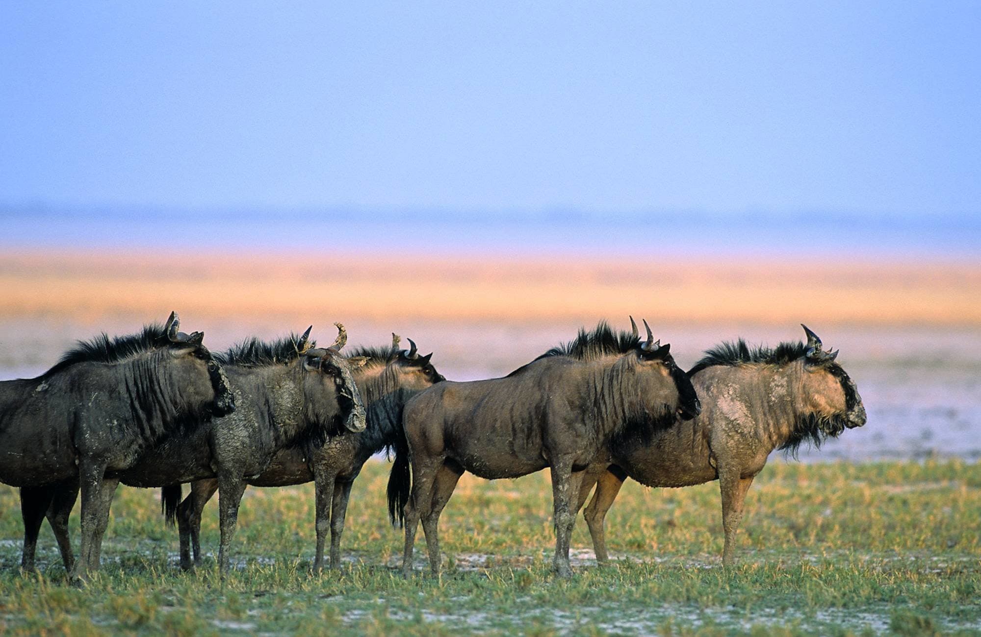 Gnus, Etoscha, Etosha, Namibia