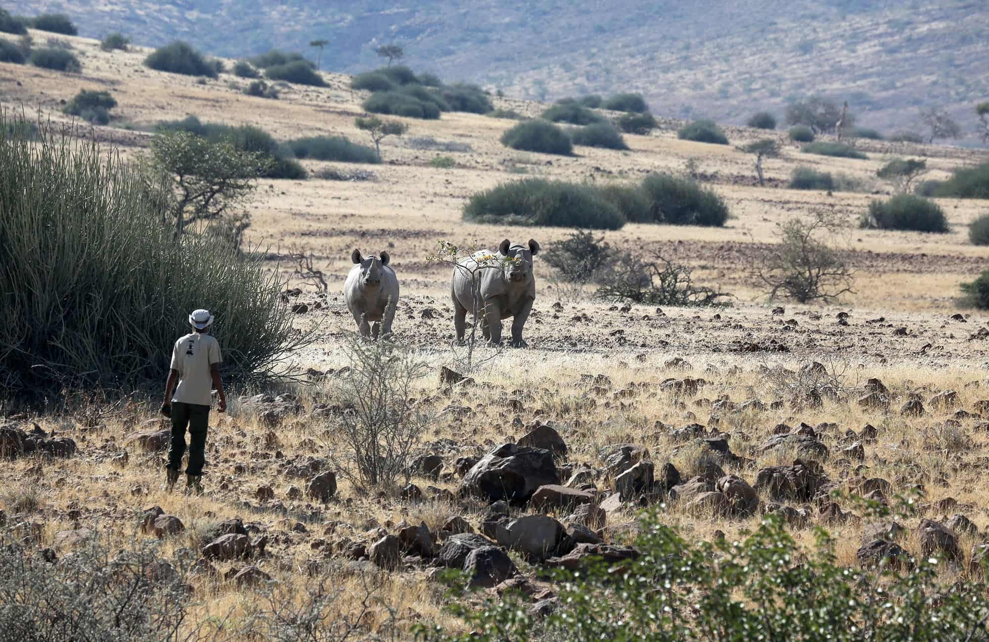 Nashörner, Guide, Damaraland, Namibia