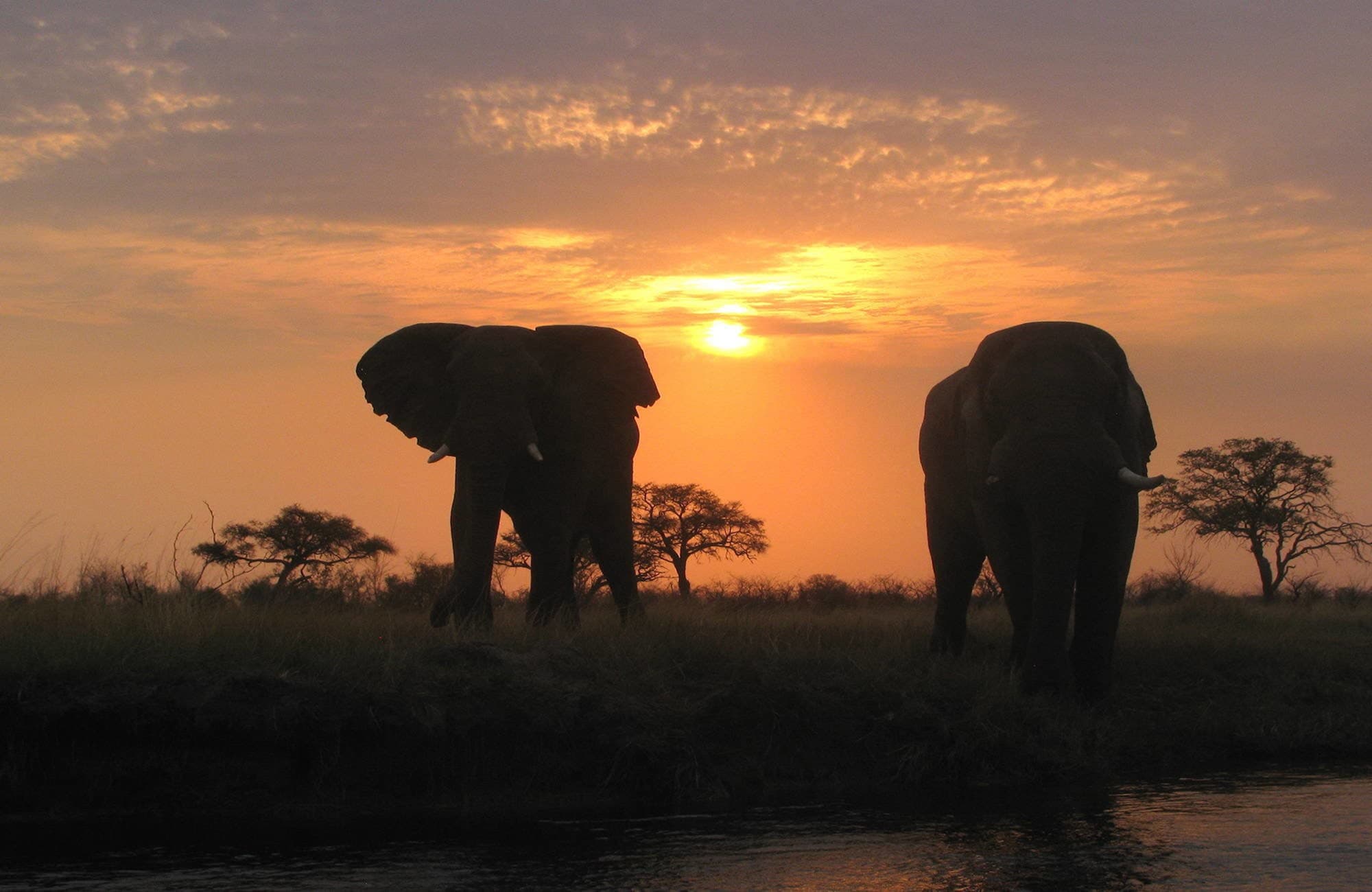 Elephants, sunset, Zambezi Region, Caprivi, Namibia