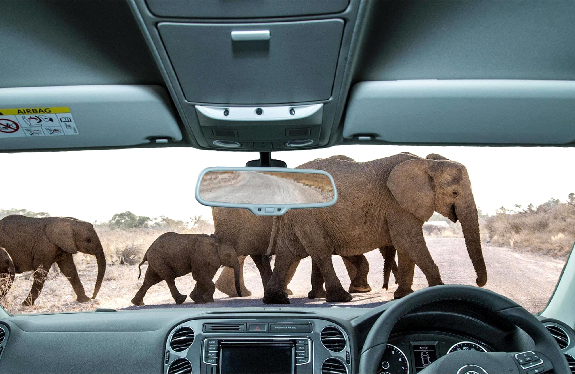 Elephants crossing road, Etosha, Namibia