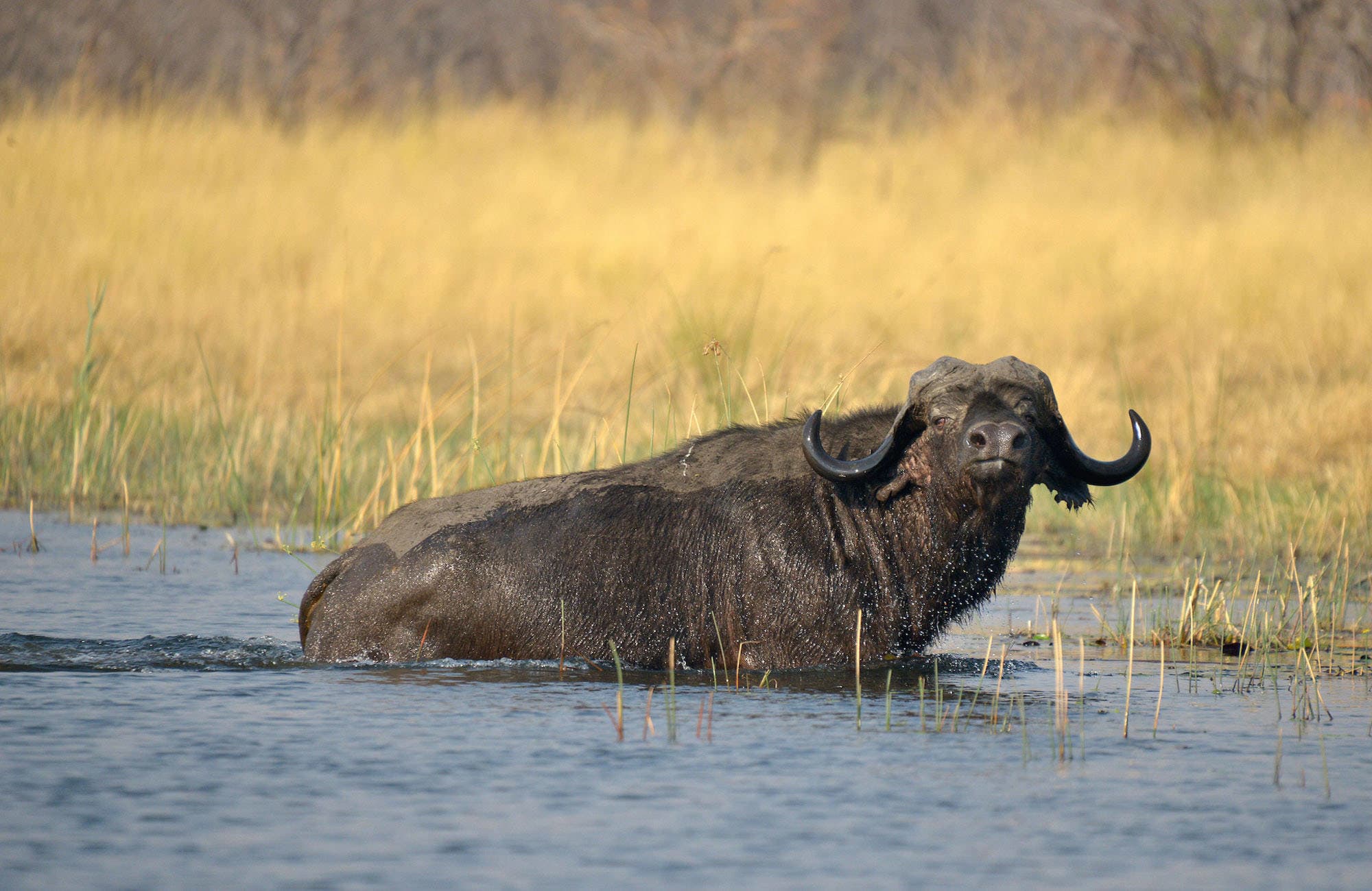 Buffalo in water, Zambezi Region, Caprivi, Namibia