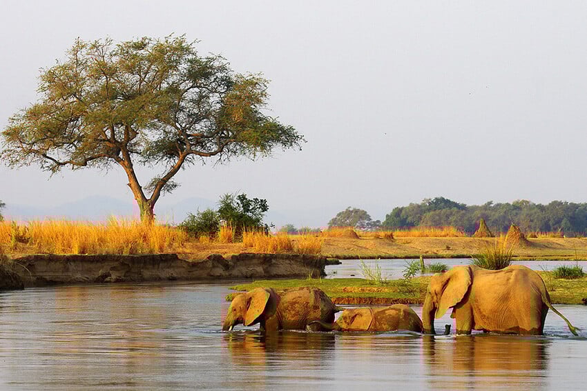 Elephants bathing, Zambezi Region Namibia