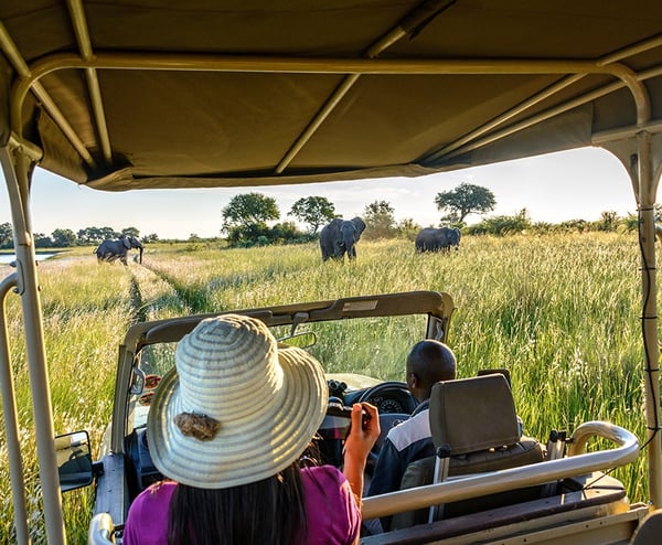 Elephants seen from safari vehicle, Namibia