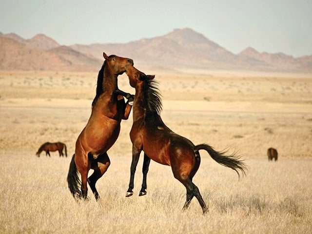 Gondwana-Collection-Aus-Mountain-Experience