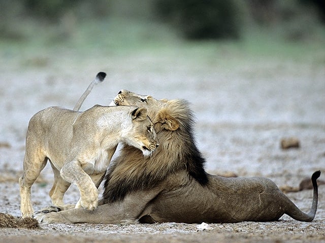 Gondwana-Collection-Etosha-Experience