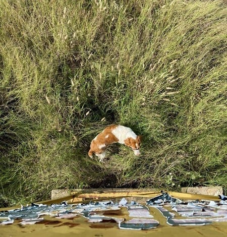 Dog in high grass, Avis Dam, Namibia