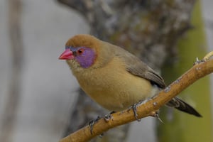 VIOLET-EARED WAXBILL
