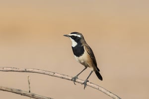 CAPPED WHEATEAR