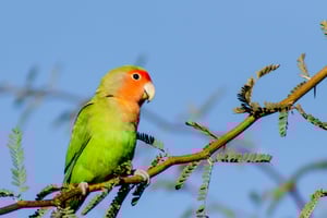 ROSY-FACED LOVEBIRD