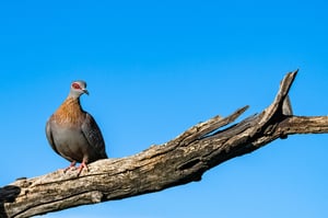 SPECKLED PIGEON