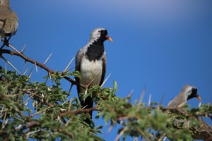 NAMAQUA DOVE