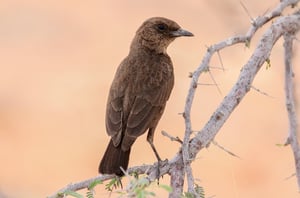 ANT-EATING CHAT