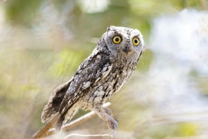 AFRICAN SCOPS OWL