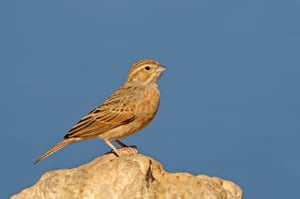 LARK-LIKE BUNTING