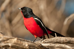 CRIMSON-BREASTED SHRIKE