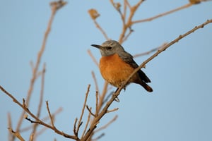 SHORT-TOED ROCK-THRUSH