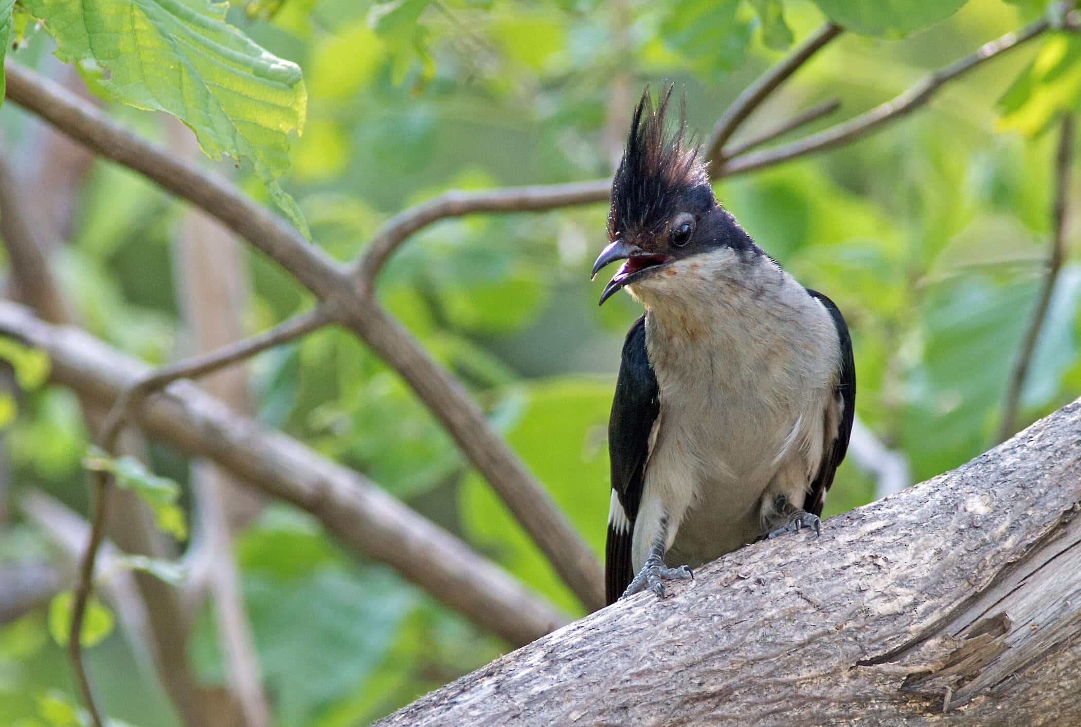 Jacobin Cuckoo