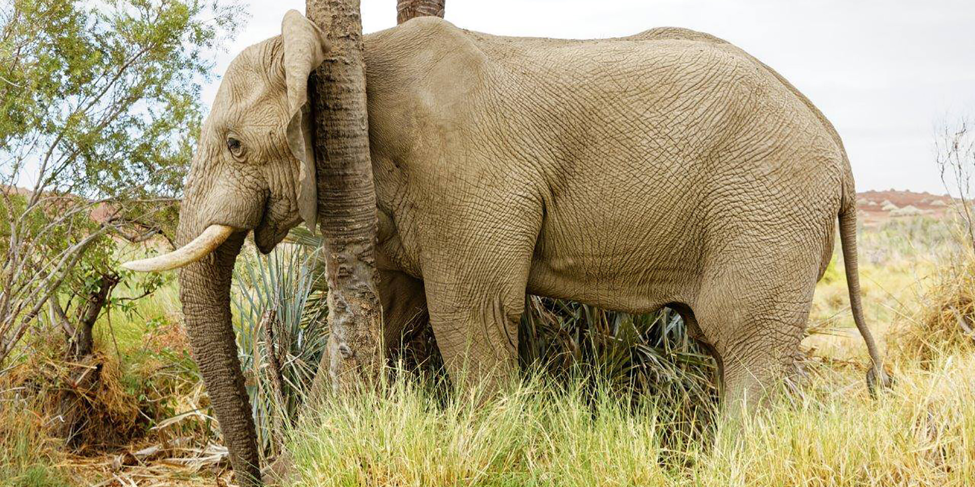 Elephant in Namibia