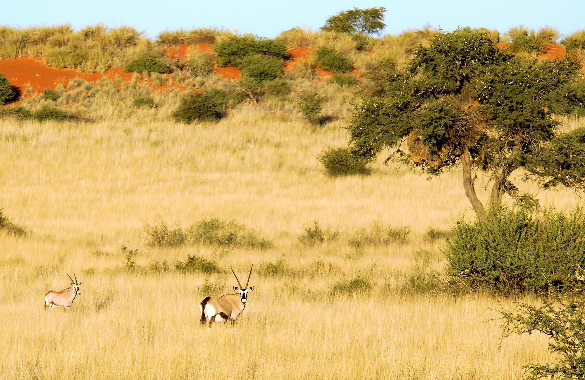 Kalahari Anib Camping2go